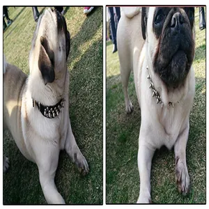 Détail d'un collier pour chien en cuir PU noir avec rivets style punk porté par un carlin.
