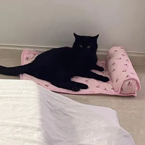 Zwarte kat rustend op een zachte roze koelmat voor huisdieren met perzikpatroon