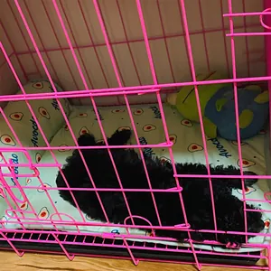 Zwarte puppy rustend op een lichtblauwe koelmat met avocadoprint in een bench
