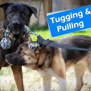 Jouet de traction pour chien en corde tressée utilisé par deux chiens en plein air