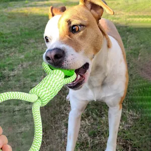 Detail eines robusten grün-weißen Hundestricks mit strukturiertem Ball zum Kauen