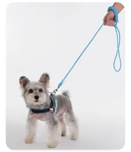 Detailed view of a small dog wearing a blue harness with a matching foam handle leash