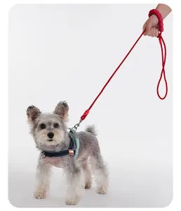 Red foam handle dog leash and harness set on a small puppy