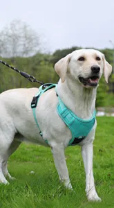 Pettorina turchese per cani grandi con supporto AirTag, design no-pull per la sicurezza.