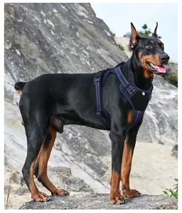 Pettorina tattica per cani con strisce riflettenti su un Doberman di taglia