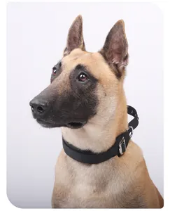 Detail view of a black heavy-duty tactical dog collar worn by a large Belgian Malinois.