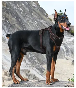 Pettorina tattica marrone per cani con cuciture riflettenti su un Doberman Pinscher.