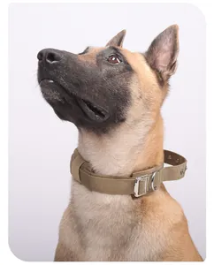 Detail of a tactical khaki dog collar with rivets worn by a large Belgian Malinois