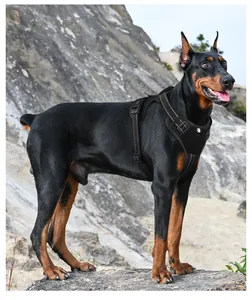 Pettorina tattica professionale per cani con strisce riflettenti su Doberman Pinscher