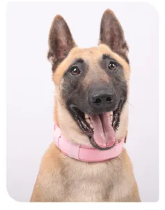 Close-up of a pink tactical dog collar on a large dog model