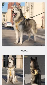 Detailed views of yellow checkerboard dog harness on a Husky in outdoor street setting.