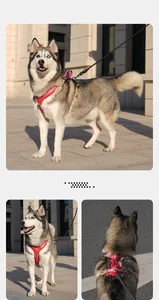 Outdoor Husky wearing a red checkered dog harness with lead rope, front and back detail views