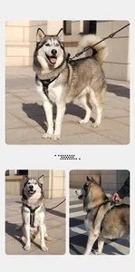 Close-up outdoor view of a husky wearing a checkerboard anti-pull dog harness