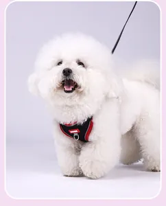 Bichon Frisé mit atmungsaktivem schwarz-rotem Netz-Geschirr und Leine für Hunde