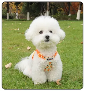 Close-up view of a white Bichon dog wearing an orange carrot-print pet harness in a park