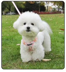 Cute pink floral dog harness and leash set on a fluffy white dog in a park setting.