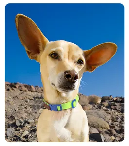 Collier pour chien réglable vert néon et bleu porté par un chien en plein air ensoleillé