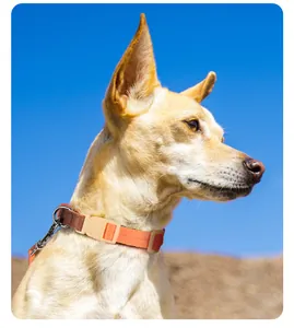 Vue détaillée d'un collier pour chien orange réglable avec boucle rapide sur un animal.