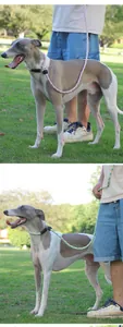 Durable colorful woven dog slip lead leash for medium and large dogs outdoor walking