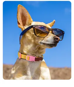 Vue détaillée d'un collier de chien réglable et coloré sur un chien sous un ciel bleu.