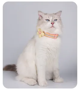 Joli collier pour chat rayé rose avec fleur jaune sur un chat ragdoll blanc.