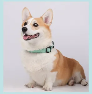 Primer plano detallado de un perro Corgi con un collar de nailon verde menta ajustable