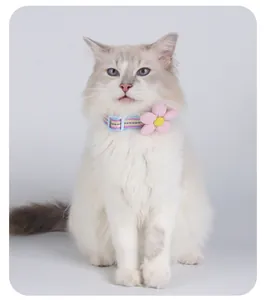 Vue détaillée d'un chat blanc portant un collier rayé avec une fleur rose