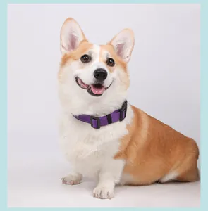 Primer plano de un collar de perro de nailon púrpura con hebilla en un perro Corgi