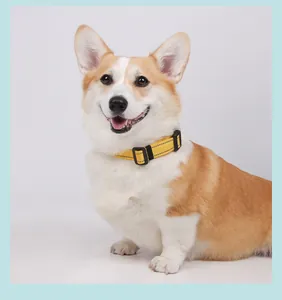 Collar de perro amarillo reflectante con hebilla ajustable en un modelo de perro Corgi.