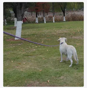 Extra lange lila Hundetrainingsleine an einem weißen Hund in einem grasbewachsenen Park