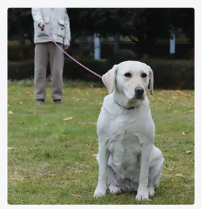 Detailansicht einer langen rosa Hundetrainingsleine an einem Labrador im grünen Park