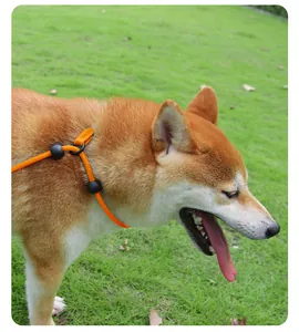 Detail view of an adjustable orange P-chain dog leash worn by a Shiba Inu outdoors.