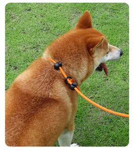 Detailed view of an orange adjustable P-chain dog leash on a dog's neck in nature