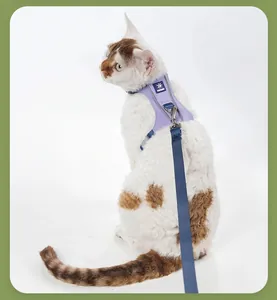 Close-up detail of a reflective purple cat harness and durable blue leash on a pet cat