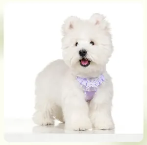 Close-up of a cute purple lace pet harness worn by a fluffy white small dog on white floor