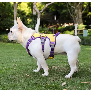 Side view of yellow and purple reflective dog harness on a French Bulldog in a park.