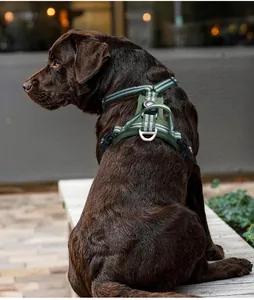 Detailed view of reflective green no-pull dog harness on a chocolate Labrador