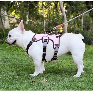 Close-up of white French Bulldog wearing a pink reflective harness on green grass