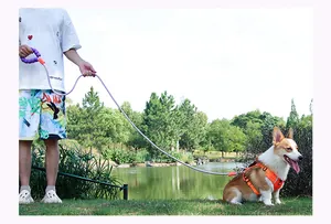 Outdoor scene of a Corgi sitting in a park held by a purple foam-padded dog leash
