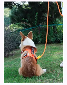 Close-up of a vibrant orange dog harness and matching leash set in a park setting.