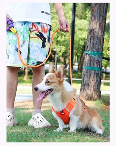 Detail of orange dog leash with comfortable purple bubble cotton handle and harness.