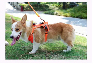 Detail of a Corgi wearing a vibrant orange reflective dog harness and matching leash in a park