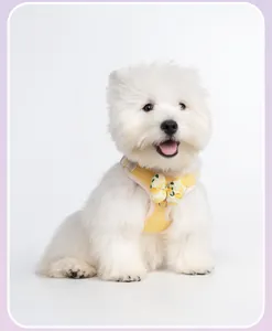 Detailweergave van een schattig geel hondenharnas met een citroen strikje op witte hond