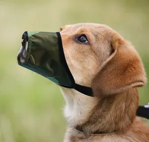 Gros plan d'un chien portant une muselière camouflage réglable en plein air