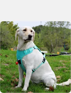 Vista esterna di un labrador bianco che indossa una pettorina a rete verde menta