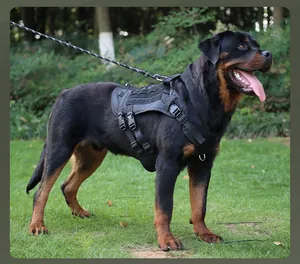 Taktisches Hundegeschirr Weste für große Hunde getragen von einem Rottweiler im Freien