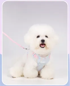 Close-up of a white Bichon wearing a pastel seersucker dog harness and pink leash