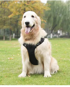 Gedetailleerde weergave van het lichte waterdichte hondentuigje op een Golden Retriever