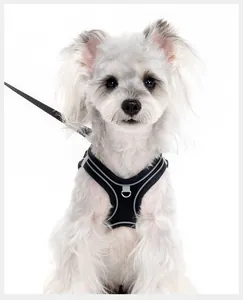 Close-up detail of breathable mesh pet harness with reflective strips on a small dog