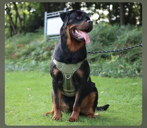 Strapazierfähiges taktisches Hundegeschirr in Armeegrün für große Hunde im Park